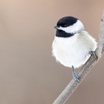 chickadee