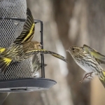 pinesiskins