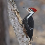 woodpecker