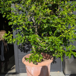 PXL_20251015_165722127.MP_