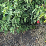 PXL_20251015_181546557.MP_