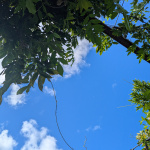 PXL_20251015_181729257.MP_